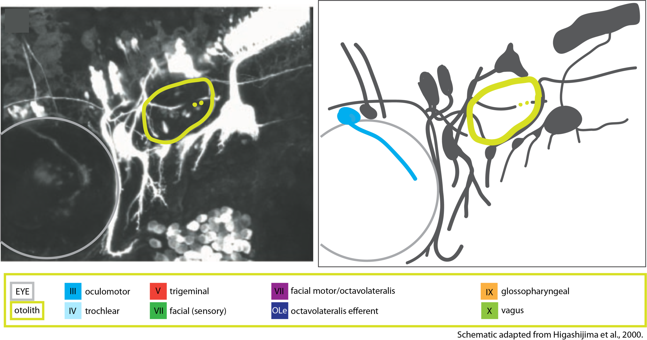 Oculomotor nucleus — Zebrafish UCL